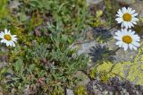 Anthemis saportana