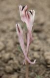 Corydalis schanginii