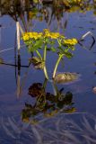 Caltha palustris