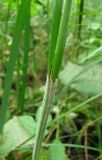 Carex atherodes