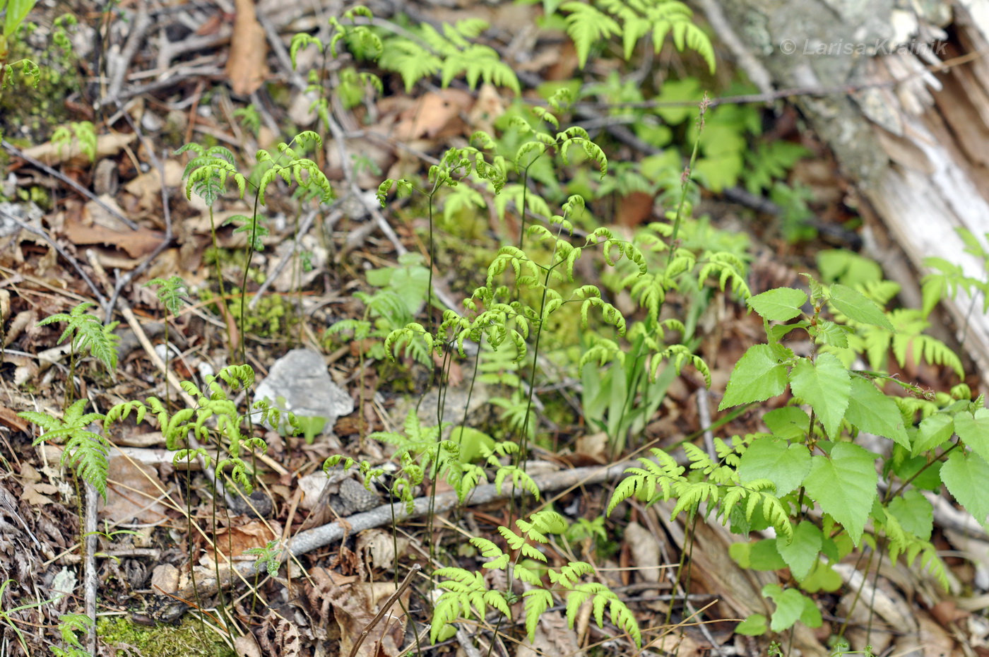 Изображение особи Gymnocarpium dryopteris.