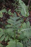 Cirsium oleraceum