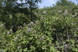 Rubus ulmifolius