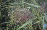 Phragmites australis. Верхушка плодоносящего побега. Москва, ГБС РАН, дендрарий, берег пруда. 29.08.2021.