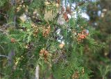 Thuja occidentalis. Часть ветви с шишками. Санкт-Петербург, Курортный р-н, г. Сестрорецк, сквер. 27.09.2020.