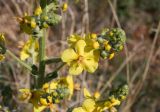 Verbascum urumoffii