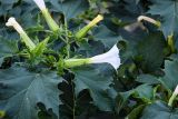 Datura stramonium