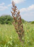 Calamagrostis epigeios