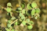 Atriplex micrantha. Верхушка веточки плодоносящего растения. Узбекистан, г. Ташкент, Актепа Юнусабадская, рудеральное местообитание. 13.10.2022.