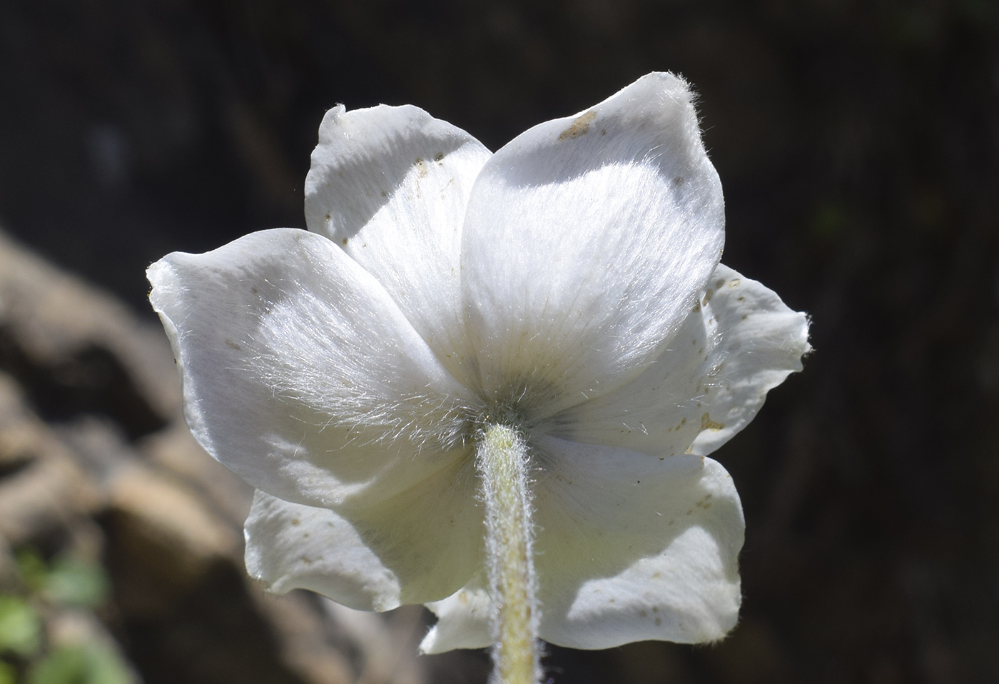 Изображение особи Pulsatilla alpina.