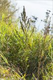 род Chenopodium. Плодоносящее растение. Нижегородская обл., Володарский р-н, окр. пос. Дубки; берег р. Ока, высокотравный луг. 15.09.2023.