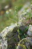 Veronica gentianoides