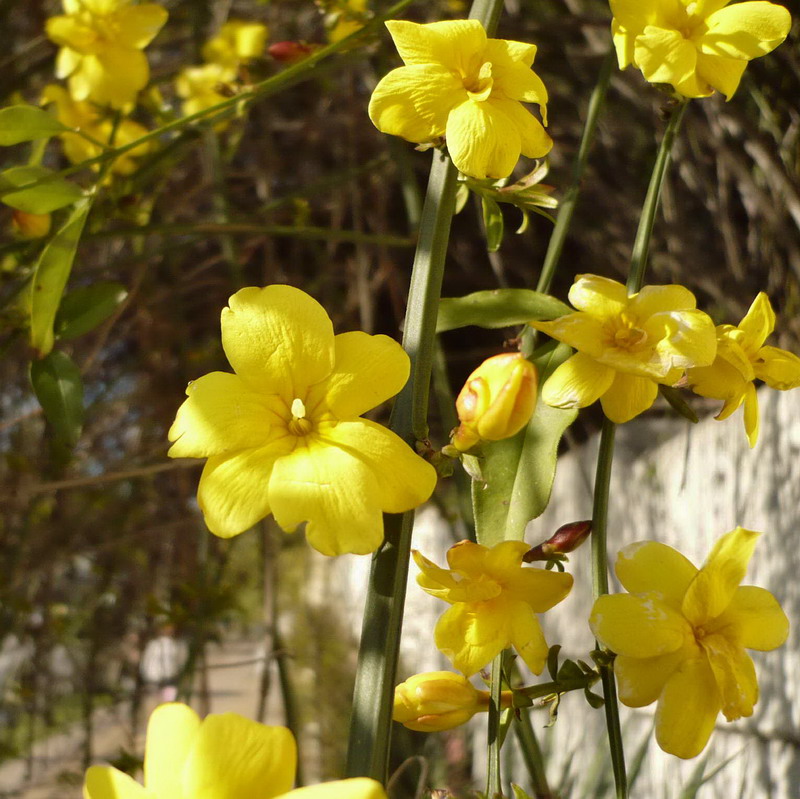 Изображение особи Jasminum mesnyi.