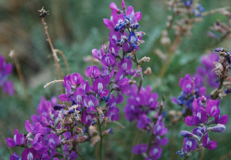 Изображение особи Oxytropis coerulea.