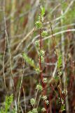 Salix vinogradovii