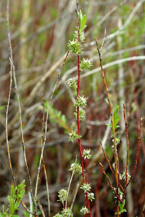 Изображение особи Salix vinogradovii.