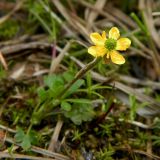 Ranunculus pygmaeus. Цветущее растение. Полярный Урал, долина Правого Кечпеля, сырая низина. 20.07.2011.