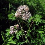 Thalictrum aquilegiifolium