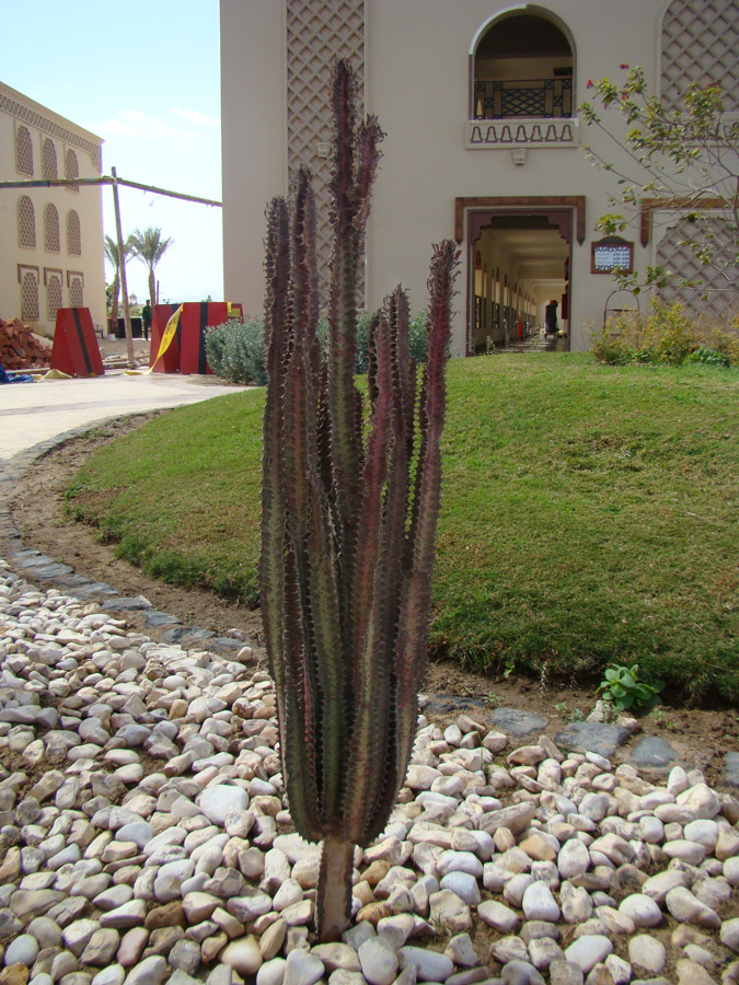 Изображение особи Euphorbia trigona.