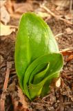 Arum elongatum. Разворачивающиеся молодые листья. Черноморское побережье Кавказа, Новороссийск, у мыса Шесхарис, шибляк. 12 марта 2011 г.