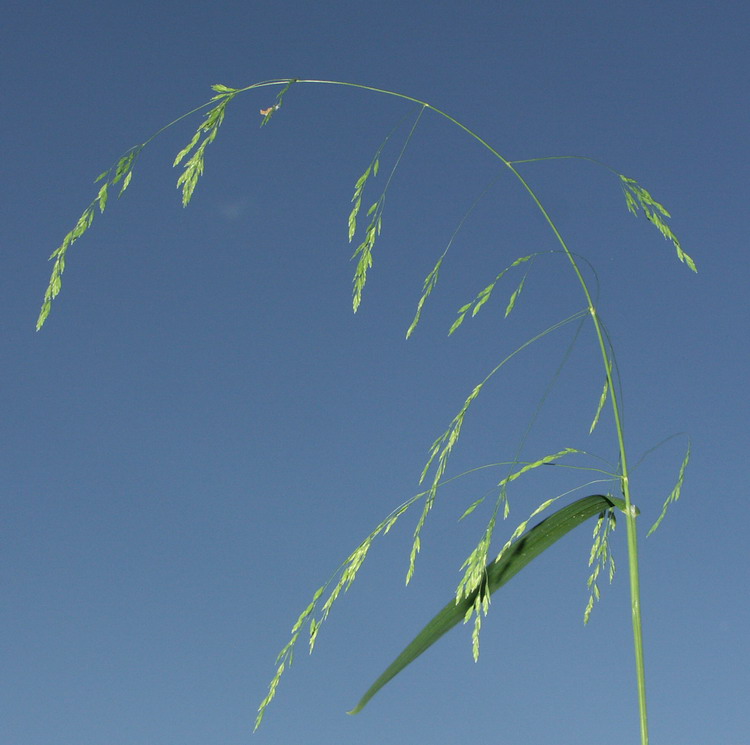 Image of Poa remota specimen.