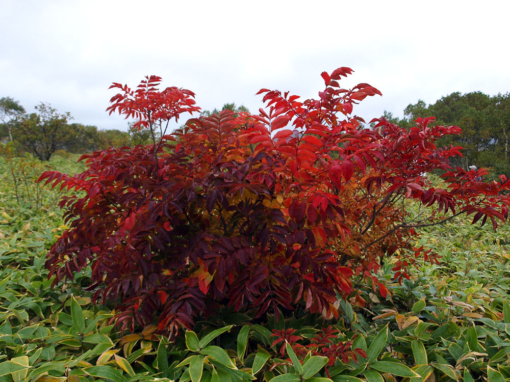 Изображение особи Toxicodendron trichocarpum.