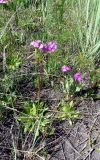 Primula longiscapa