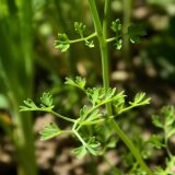 Fumaria officinalis