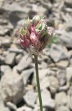 Allium nathaliae