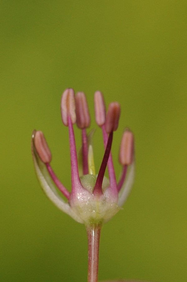Изображение особи Allium taschkenticum.