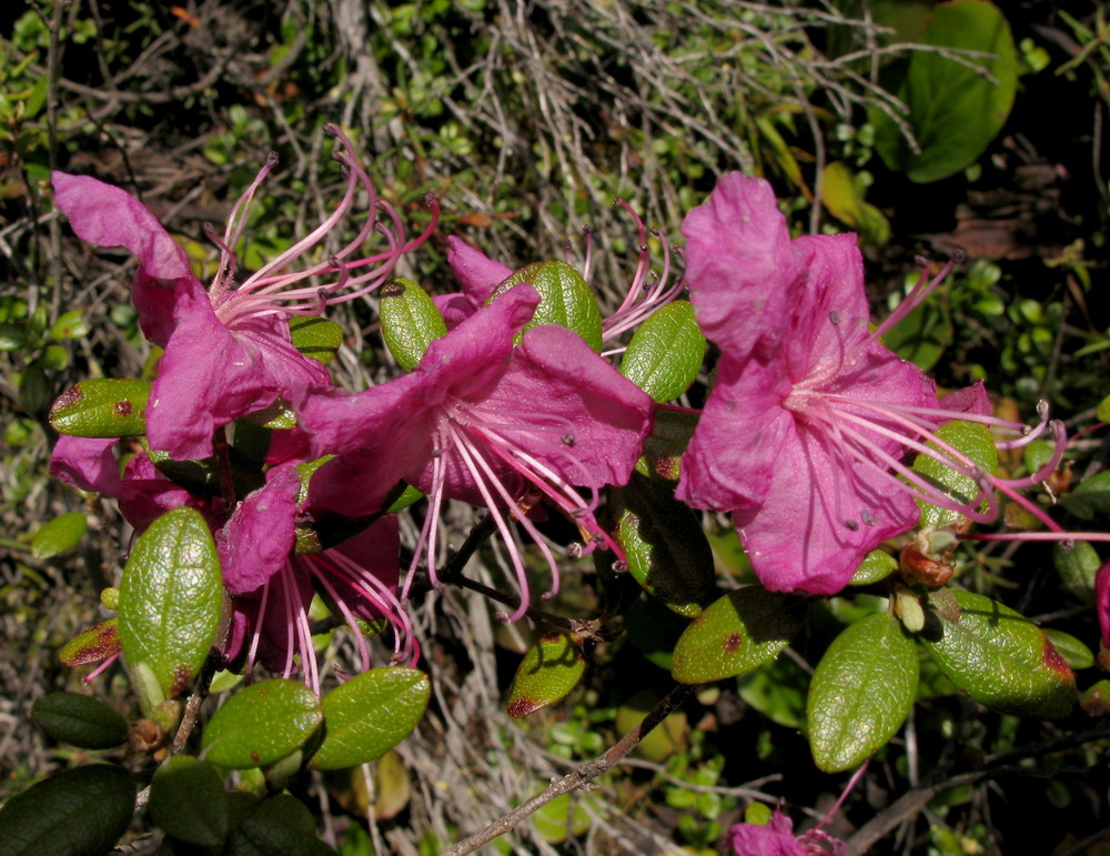 Изображение особи Rhododendron ledebourii.