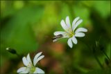 Stellaria holostea