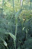 Ferula prangifolia