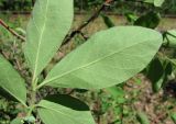 Lonicera pallasii