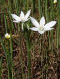 Ornithogalum kochii