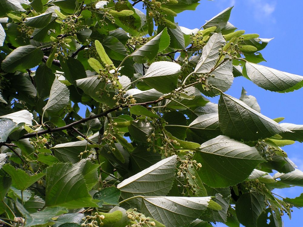 Изображение особи Tilia mandshurica.