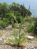 Glaucium corniculatum