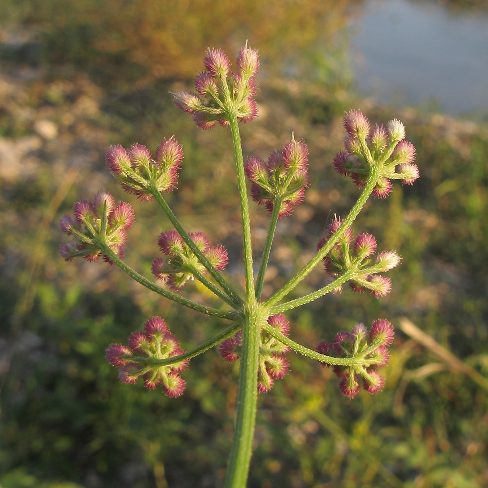 Изображение особи Torilis arvensis.