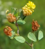 Trifolium campestre