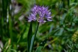 Allium amblyophyllum