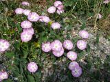 Convolvulus arvensis