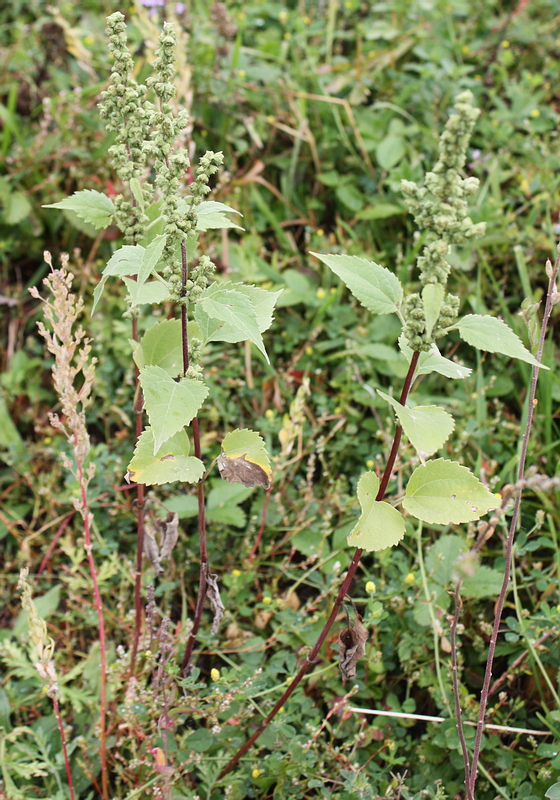 Изображение особи Cyclachaena xanthiifolia.