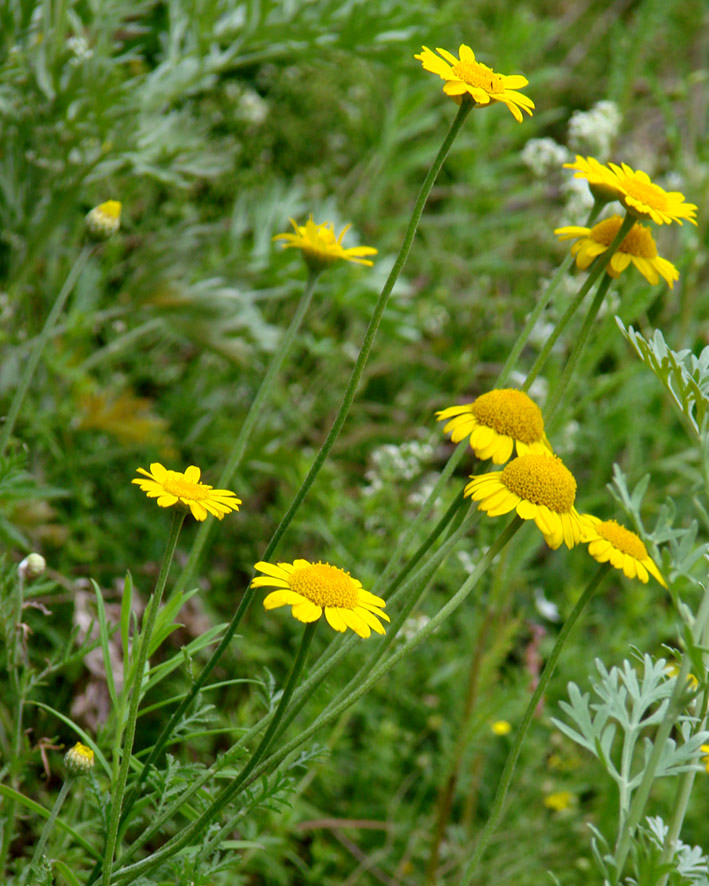 Изображение особи Anthemis tinctoria.