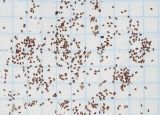 Campanula carpatica. Семена (собраны с растений, выращиваемых в культуре в Восточном Казахстане). Мурманск. 09.04.2016.