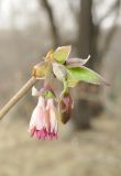 Lonicera praeflorens. Верхушка побега с цветками. Владивосток, Академгородок. 13 апреля 2016 г.