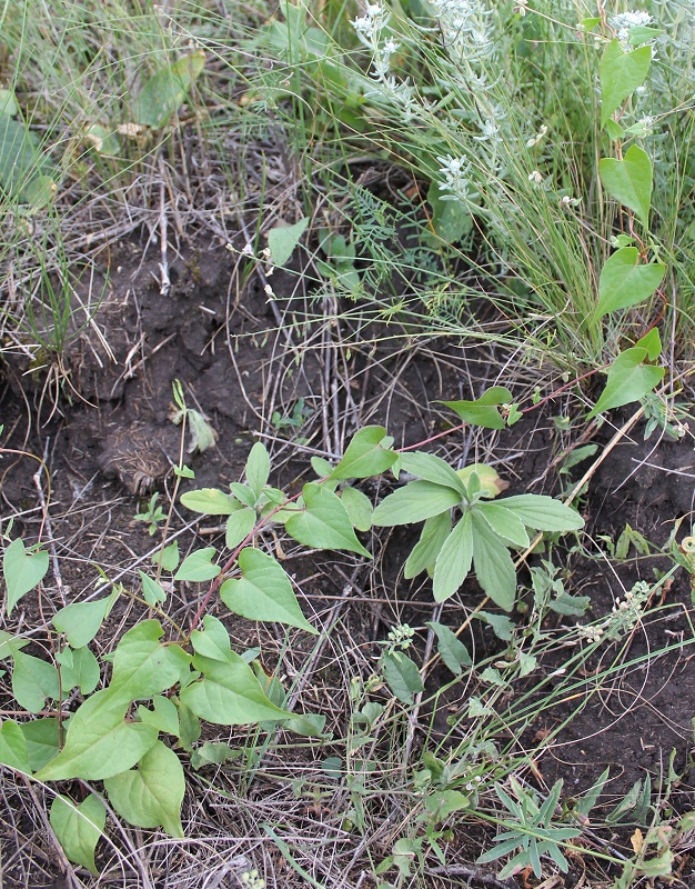 Изображение особи Fallopia convolvulus.