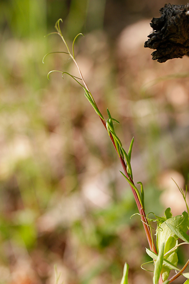 Изображение особи Lathyrus pisiformis.