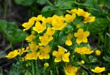 Caltha palustris