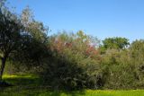 Hakea orthorrhyncha