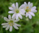 Stellaria holostea